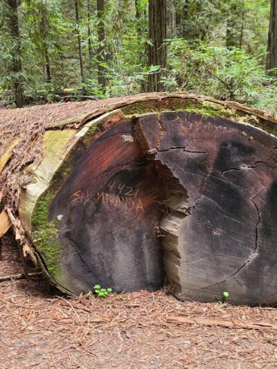 Stephens Grove Loop Trail - Myers Flat, CA
