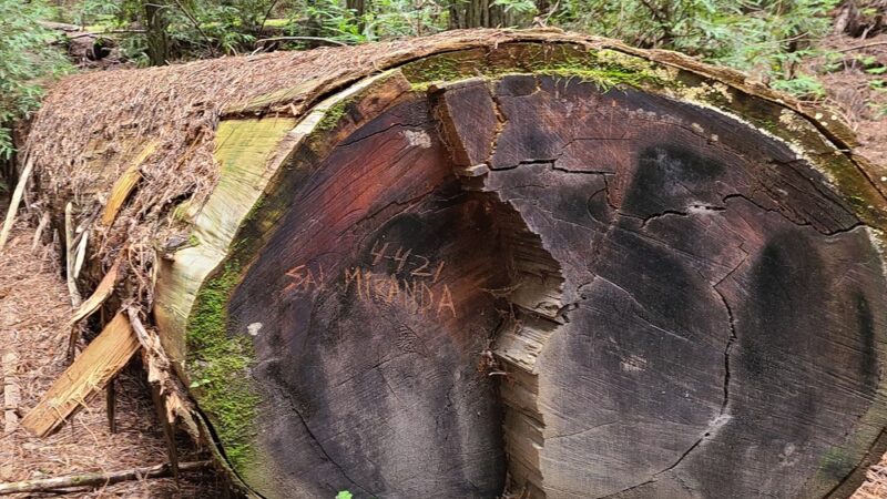 Stephens Grove Loop Trail - Myers Flat, CA