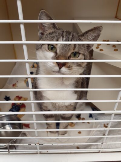 Humane Society of Lebanon County - Myerstown, PA
