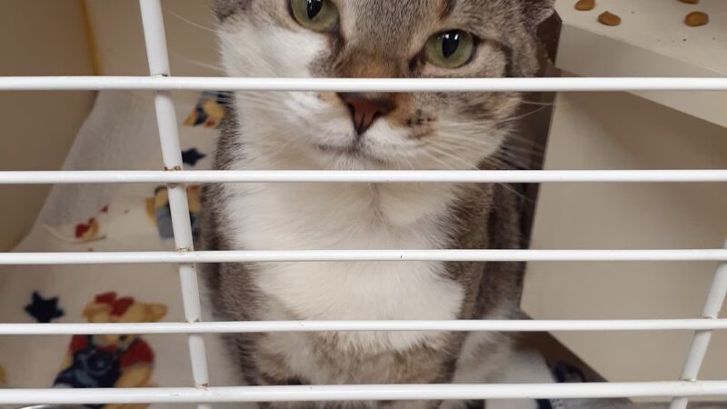 Humane Society of Lebanon County - Myerstown, PA