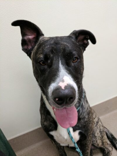 Humane Society of Lebanon County - Myerstown, PA