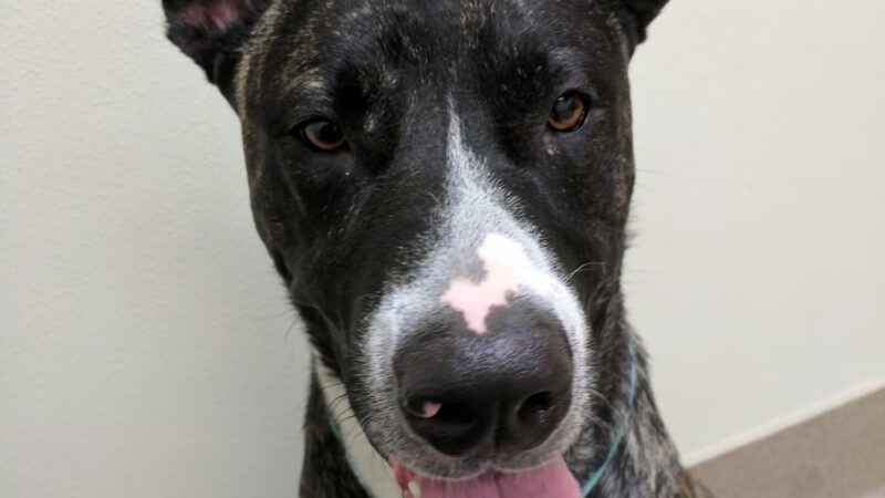 Humane Society of Lebanon County - Myerstown, PA