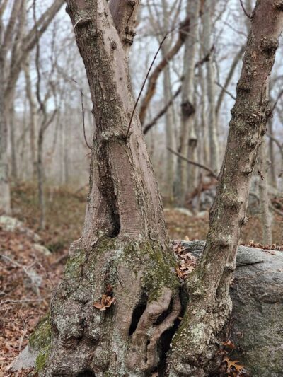 Hidden Lake Walking Trails - Mystic, CT