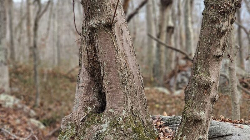 Hidden Lake Walking Trails - Mystic, CT