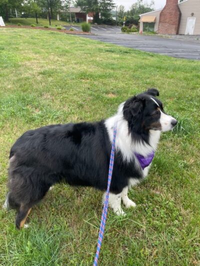 Paw Pals - Nanuet, NY