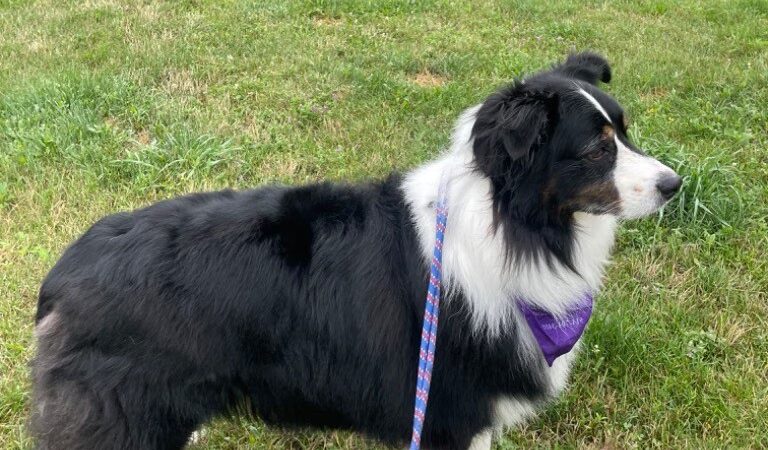Paw Pals - Nanuet, NY