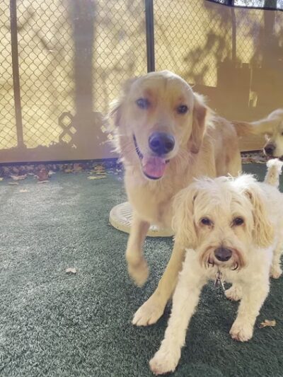 Paw Pals - Nanuet, NY