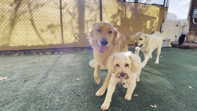 Paw Pals - Nanuet, NY