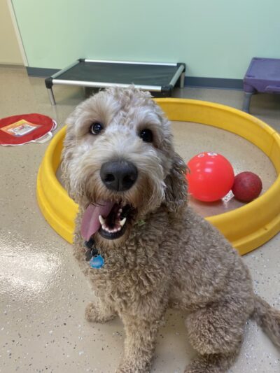 Paw Pals - Nanuet, NY