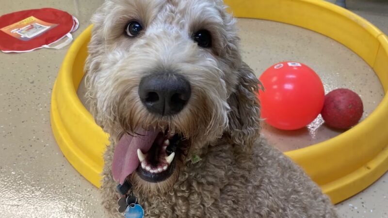 Paw Pals - Nanuet, NY