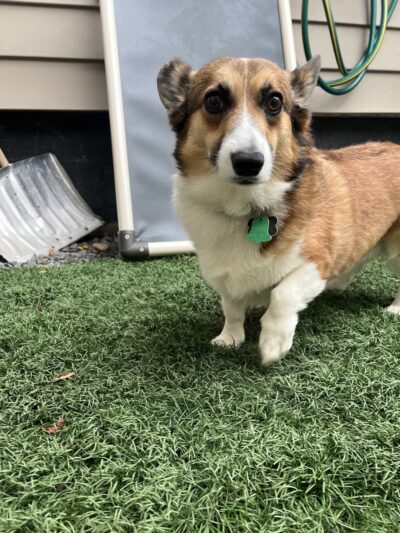 Paw Pals - Nanuet, NY