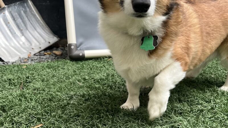 Paw Pals - Nanuet, NY