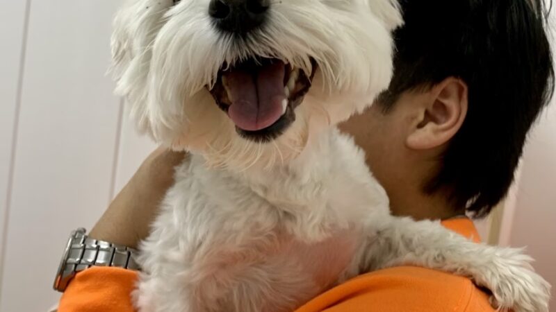 Paw Pals - Nanuet, NY