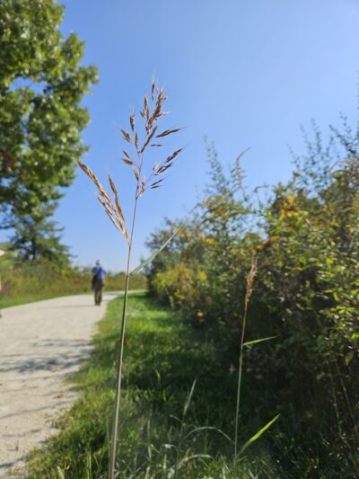 Green Valley Forest Preserve - Naperville, IL