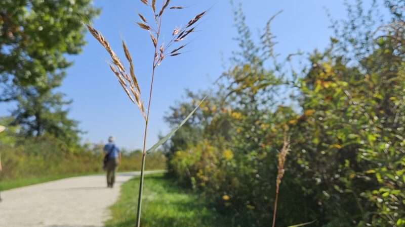 Green Valley Forest Preserve - Naperville, IL