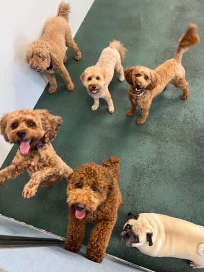 Wag 'N Paddle - Naperville, IL