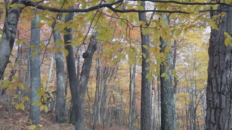 Ontario County Park - Naples, NY