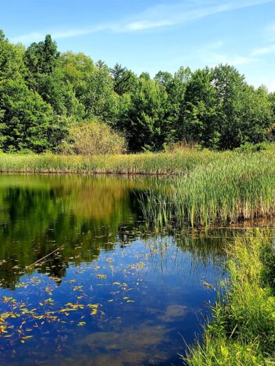 Wesley Hill Nature Preserve - Naples, NY