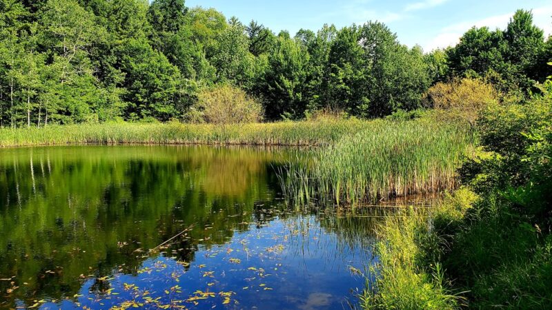 Wesley Hill Nature Preserve - Naples, NY