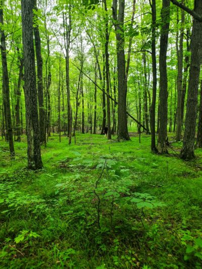 Wesley Hill Nature Preserve - Naples, NY