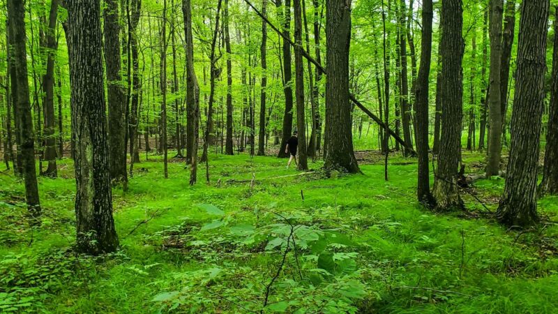 Wesley Hill Nature Preserve - Naples, NY