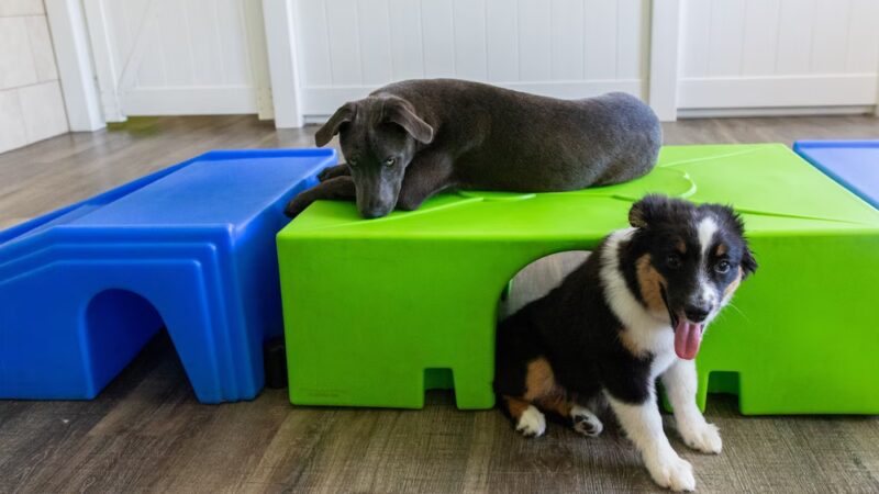 Hounds Town - Philadelphia - Narberth - Narberth, PA