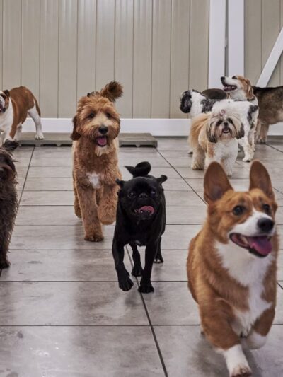 Hounds Town - Philadelphia - Narberth - Narberth, PA