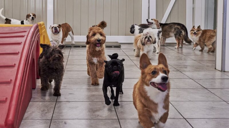 Hounds Town - Philadelphia - Narberth - Narberth, PA