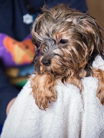 Hounds Town - Philadelphia - Narberth - Narberth, PA