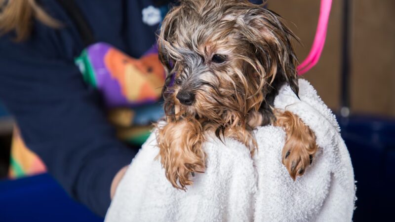 Hounds Town - Philadelphia - Narberth - Narberth, PA