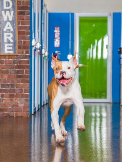 Hounds Town - Philadelphia - Narberth - Narberth, PA