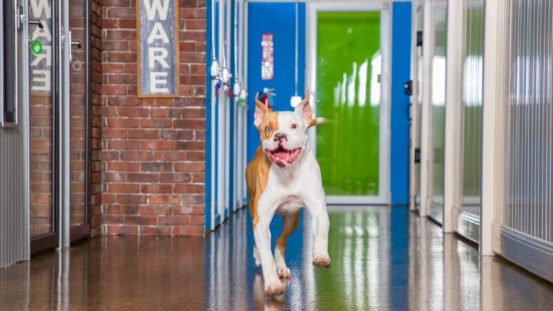 Hounds Town - Philadelphia - Narberth - Narberth, PA