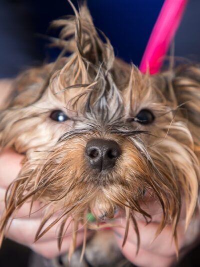 Hounds Town - Philadelphia - Narberth - Narberth, PA