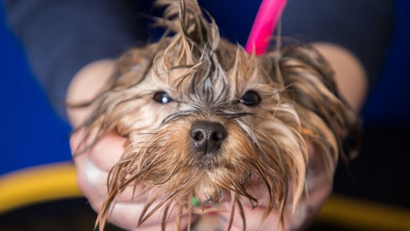 Hounds Town - Philadelphia - Narberth - Narberth, PA