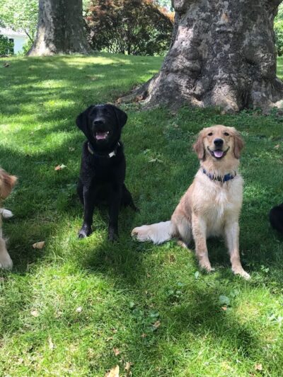 Paws and Affection - Narberth, PA