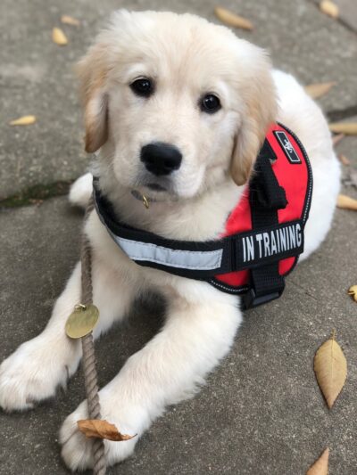 Paws and Affection - Narberth, PA