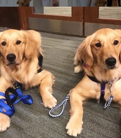 Paws and Affection - Narberth, PA