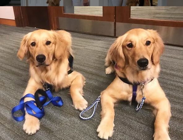 Paws and Affection - Narberth, PA