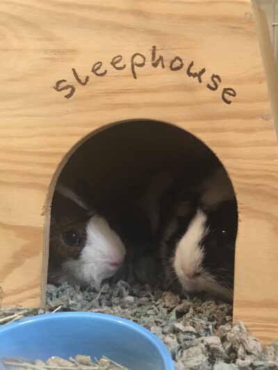 Spot's the Place For Paws - Narberth, PA