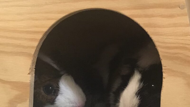 Spot's the Place For Paws - Narberth, PA