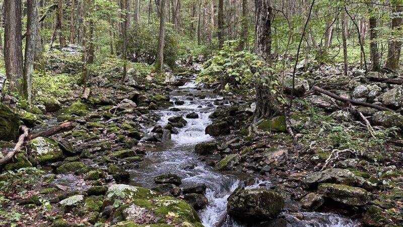 Mill Creek Nature Park Trails - Narrows, VA