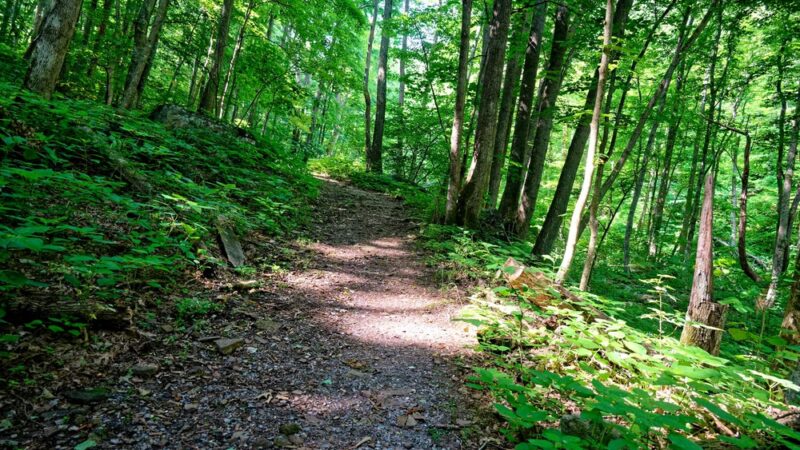 Mill Creek Nature Park Trails - Narrows, VA