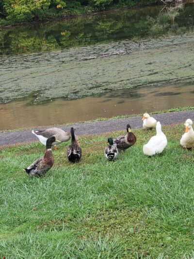Narrows Duck Pond and Mill Dam - Narrows, VA