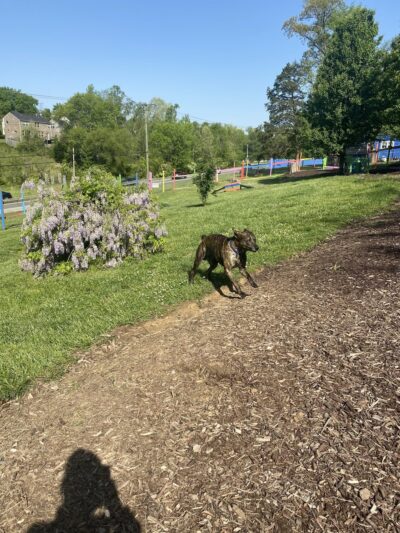 Blue's Dog Park - Nashville, TN