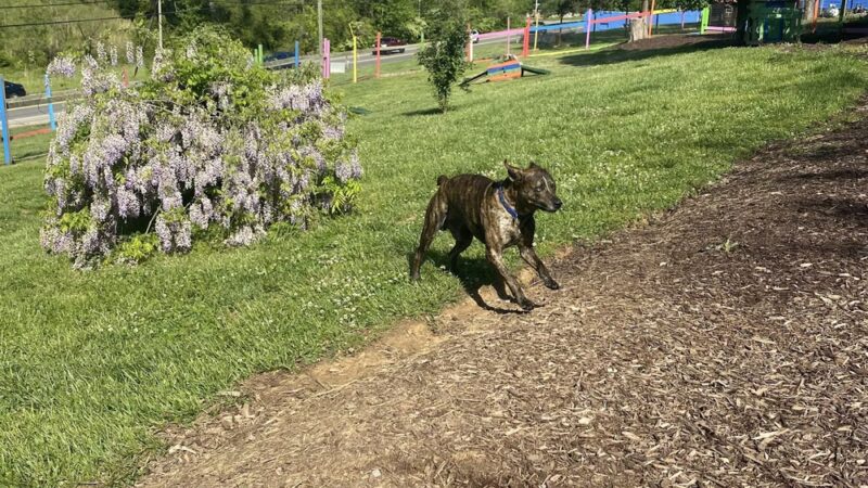 Blue's Dog Park - Nashville, TN