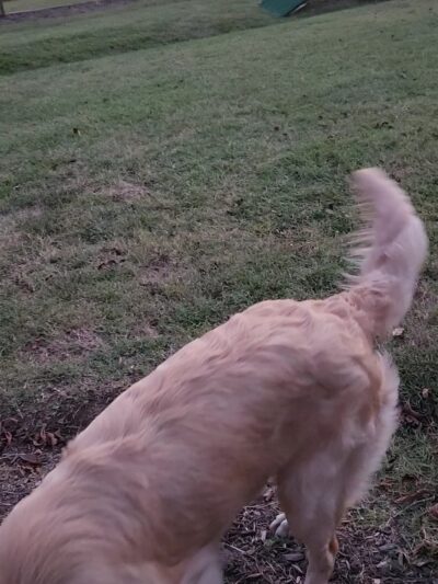 Blue's Dog Park - Nashville, TN