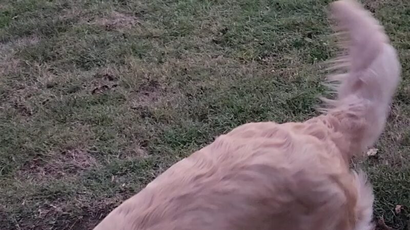 Blue's Dog Park - Nashville, TN