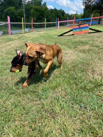 Blue's Dog Park - Nashville, TN