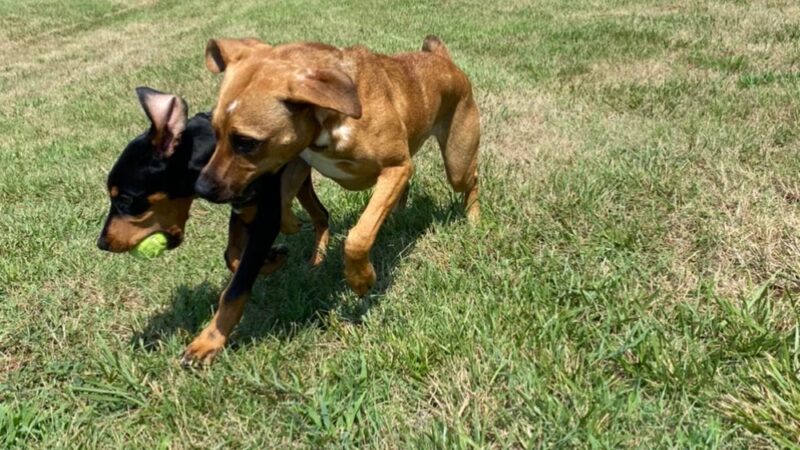 Blue's Dog Park - Nashville, TN