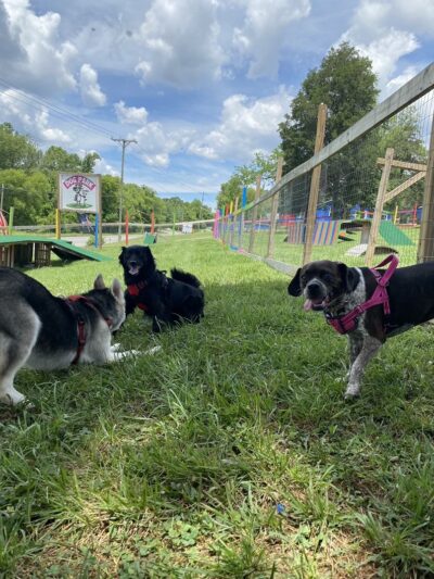 Blue's Dog Park - Nashville, TN